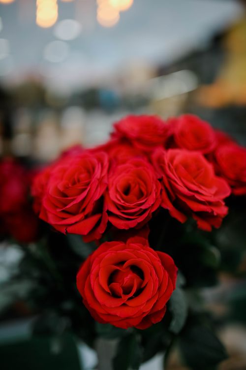 Free Stunning close-up of vibrant red roses in full bloom, showcasing delicate petals and natural beauty. Stock Photo