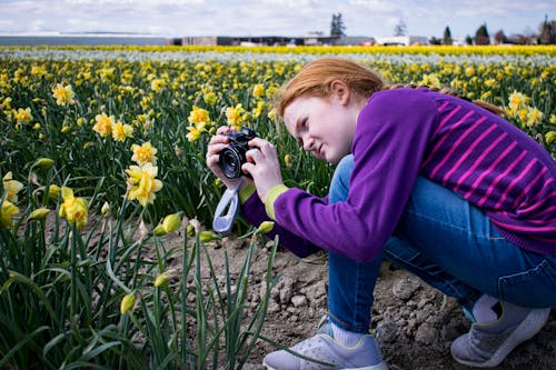 Photo of a Girl in a Purple Sweater Taking Photo of Yellow Daffodil Flowers