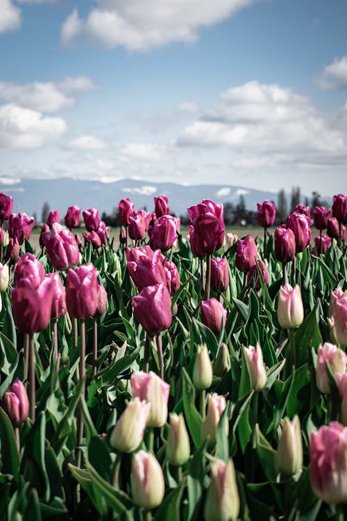 Free A Field of Tulips  Stock Photo