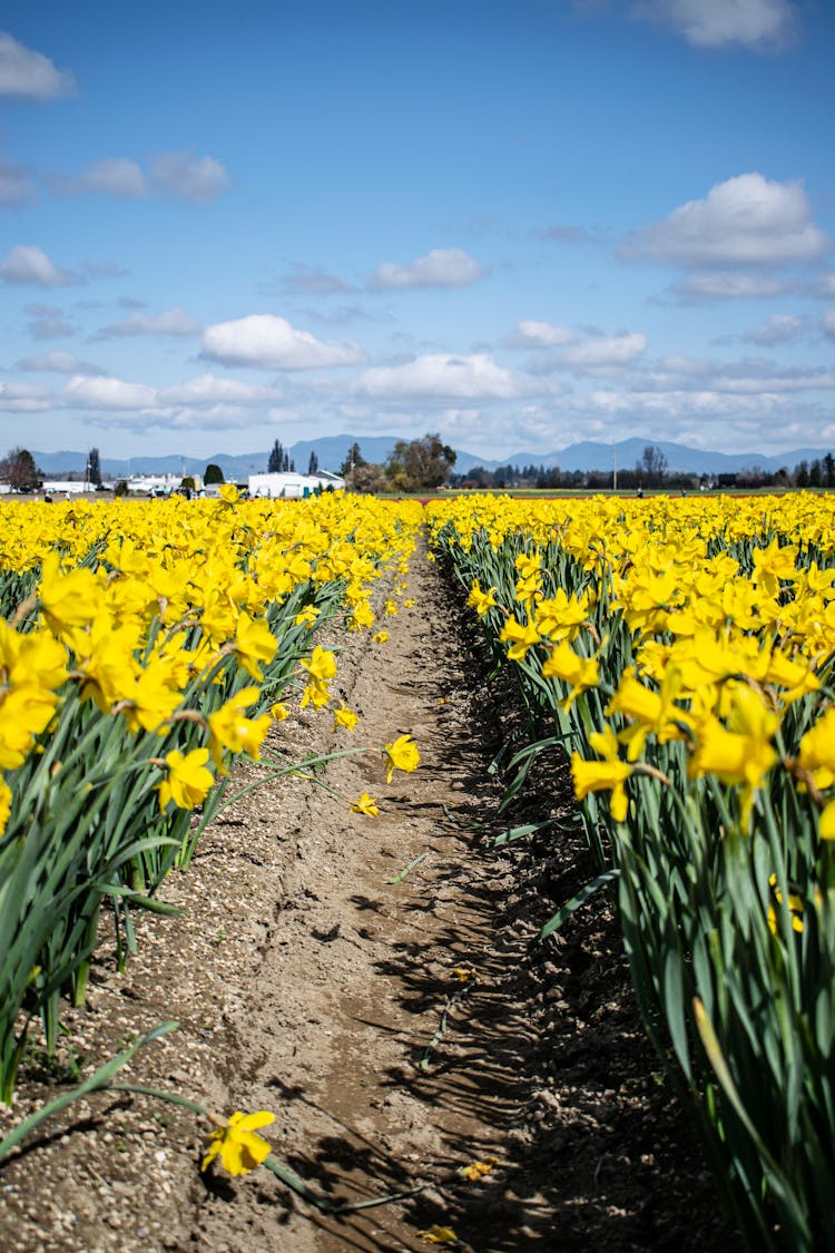 Road Leading Through Daffodil Field