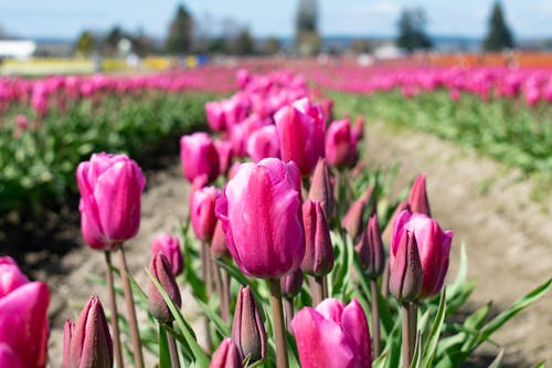 Immagine gratuita di agricoltura, calma, campi di tulipani