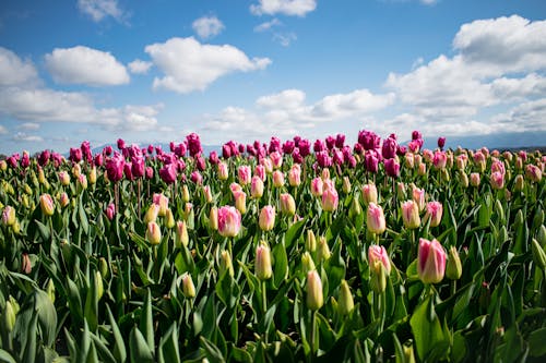 Free Photograph of Tulip Flowers in Bloom Stock Photo