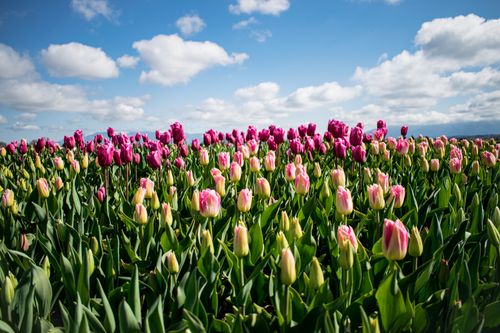Free Colorful tulip field in bloom under a bright blue sky in La Conner, Washington during spring. Stock Photo