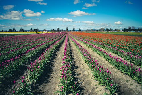Free Tulips Field Under Blue Sky Stock Photo