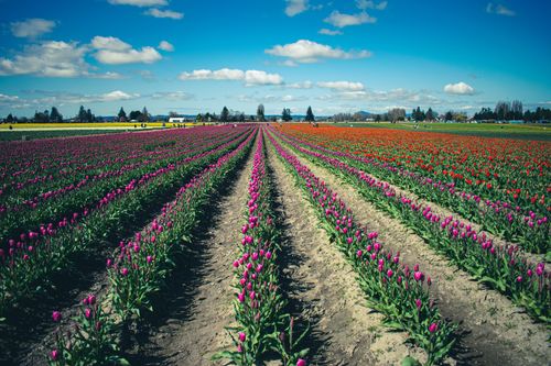 Free Brightly colored tulip fields under a blue sky in La Conner, WA, showcasing springtime beauty. Stock Photo