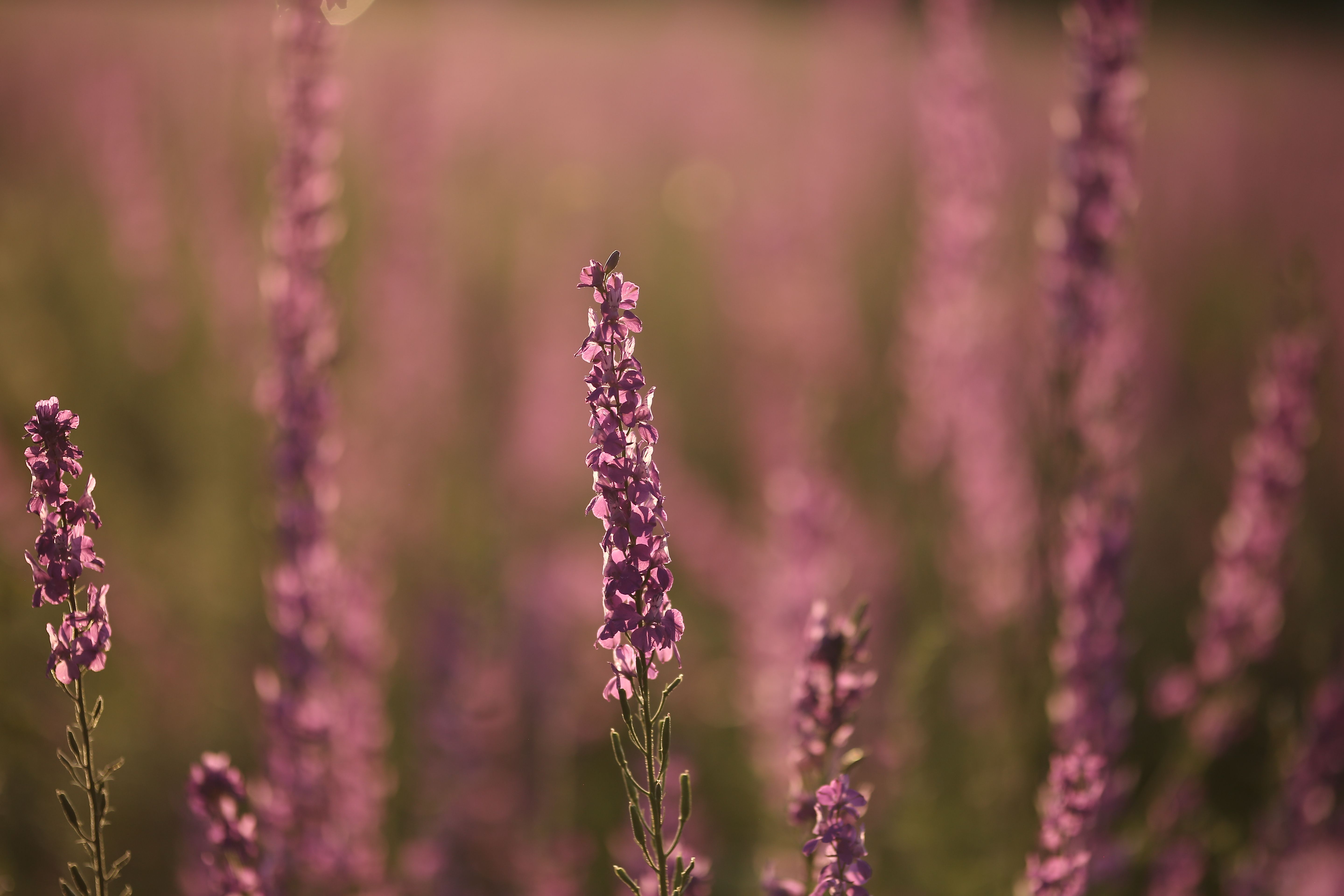 Selective Focus Photo of Lavender Flowers · Free Stock Photo