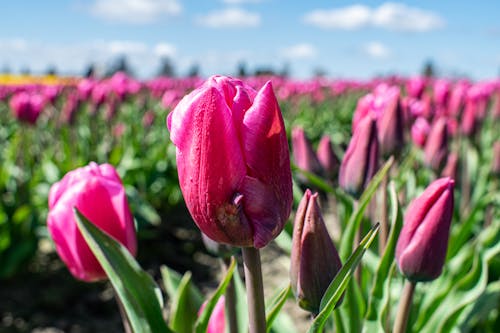 Immagine gratuita di agricoltura, calma, campi di tulipani