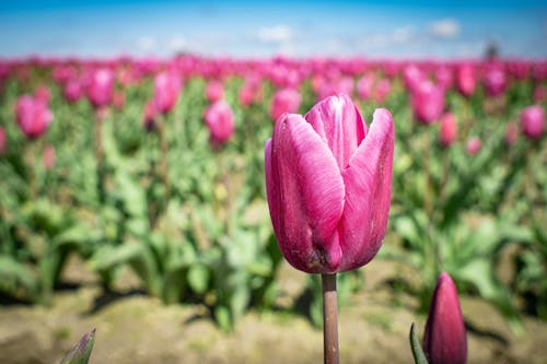 Immagine gratuita di agricoltura, calma, campi di tulipani