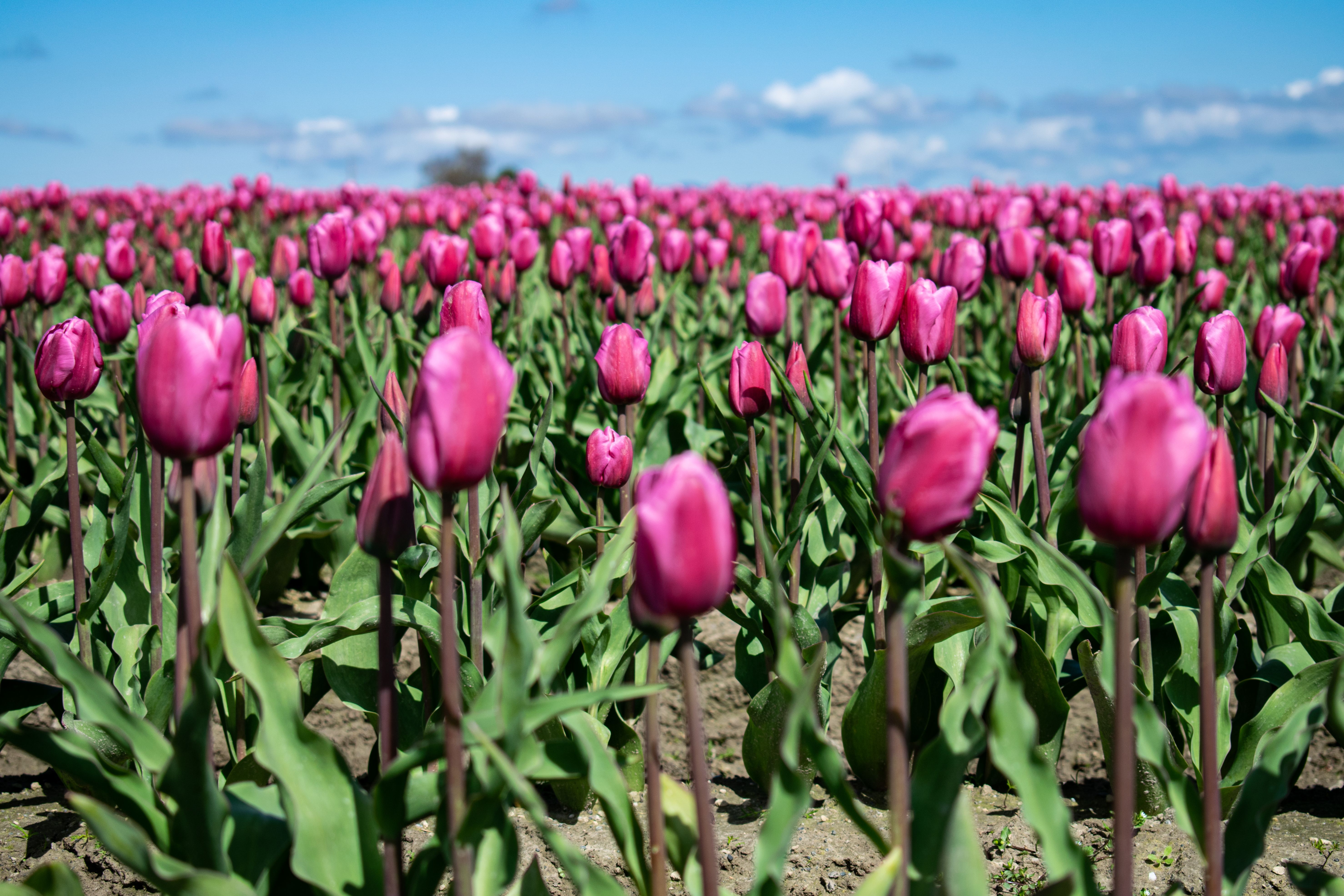 Pink Tulips Field Under Blue Sky · Free Stock Photo