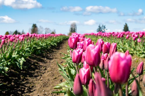 Pink Tulips Field Under Blue Sky