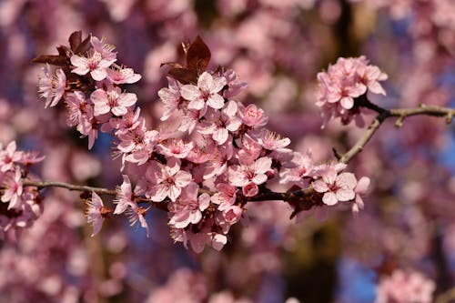 Kostnadsfri bild av blommor, blomning, flora