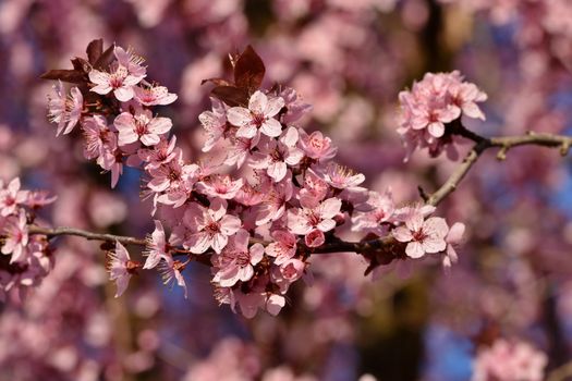 Close-up of vibrant pink cherry blossoms in full bloom during springtime, capturing nature's beauty.