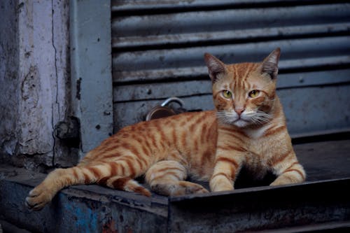 Free Close-Up Shot of an Orange Tabby Cat Lying Down Stock Photo