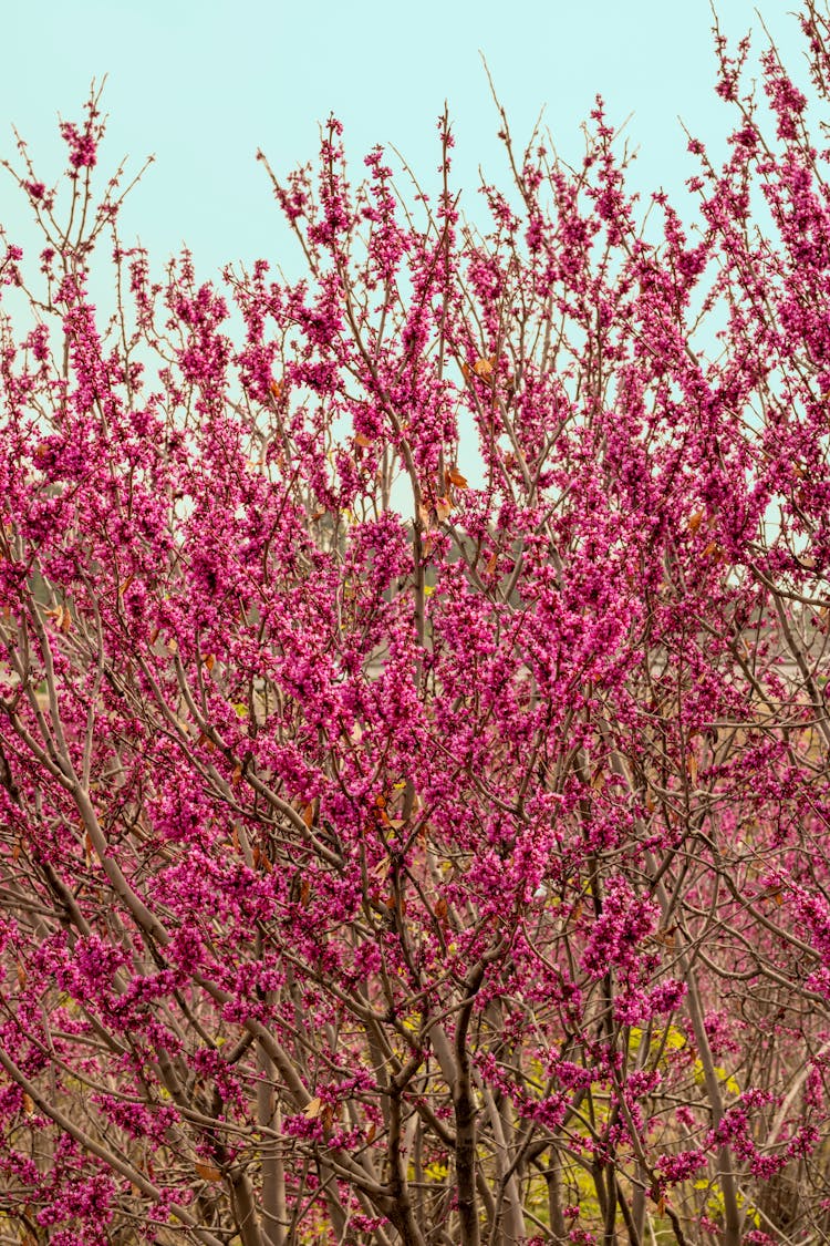 Close-Up Shot Of Eastern Redbud