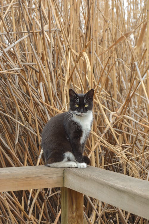 Tuxedo Cat Sitting on Wood