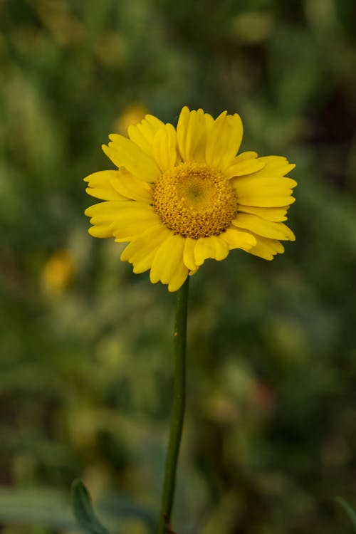 Close-Up Shot of a Sunflower in Bloom