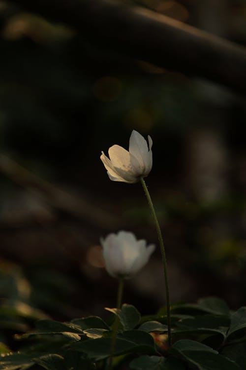 Free A White Flower with Stem Stock Photo