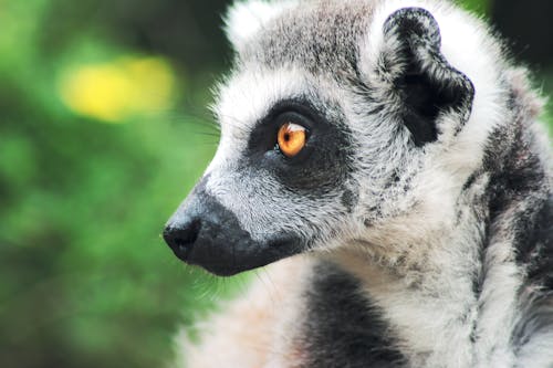 Gratuit Imagine de stoc gratuită din animal, grădină zoologică, lemur Fotografie de stoc