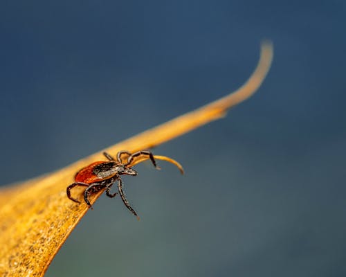 Základová fotografie zdarma na téma acari, arachnida, barevný
