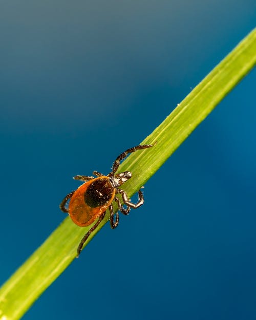 Kostnadsfri bild av acari, arachnida, artropod