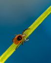 Tick crawling on long leaf in sunlight