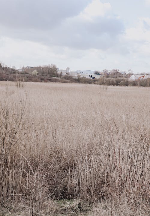 Darmowe zdjęcie z galerii z dzika trawa, dzikie kwiaty, fotografia krajobrazowa