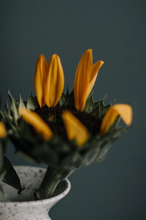 Flower with fallen petals in vase