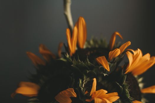 Bunch of green withered flowers with fallen tender yellow petals placed bear wall on gray background in light room at home