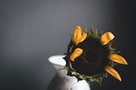 A Close Up of a Sunflower's Disk Florets