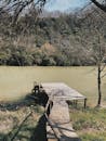 Bare Trees near a Wooden Dock