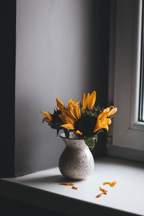Tender fragrant yellow sunflowers in ceramic vase placed on windowsill in light room