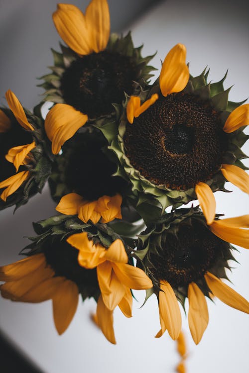 Bunch of yellow sunflowers on windowsill