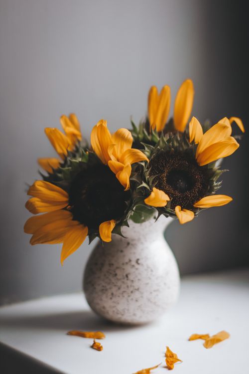 Free Close-up of sunflowers partially withering in a ceramic vase, capturing the beauty of decay. Stock Photo