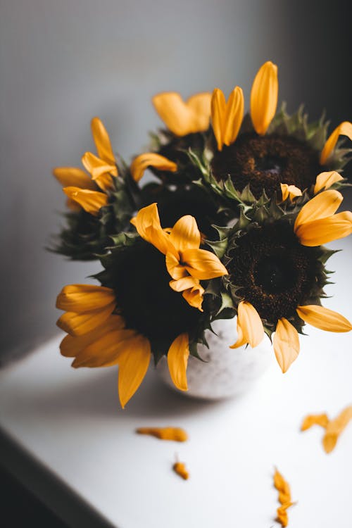 Free Tender yellow sunflowers placed on windowsill Stock Photo