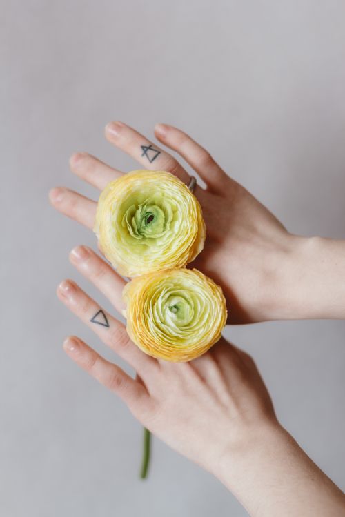 Free Crop anonymous female with tattooed fingers showing delicate light yellow ranunculus flowers on hands against white background Stock Photo