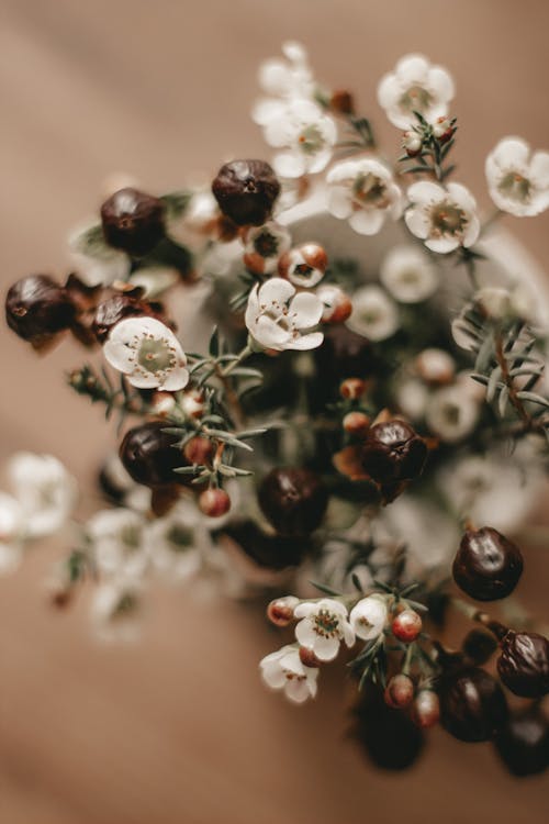 Tender white waxflowers in vase in light room