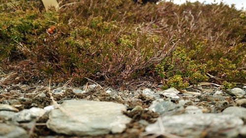 Free stock photo of beautiful, beautiful nature, bushes