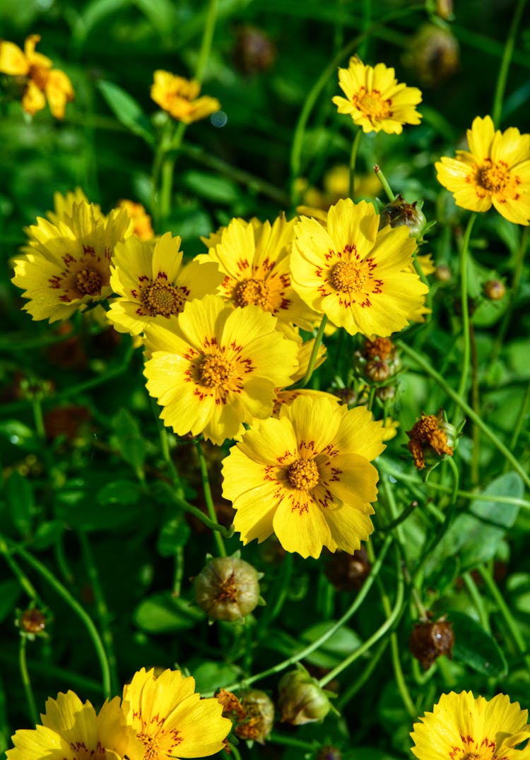 Beautiful Tickseed Flowers