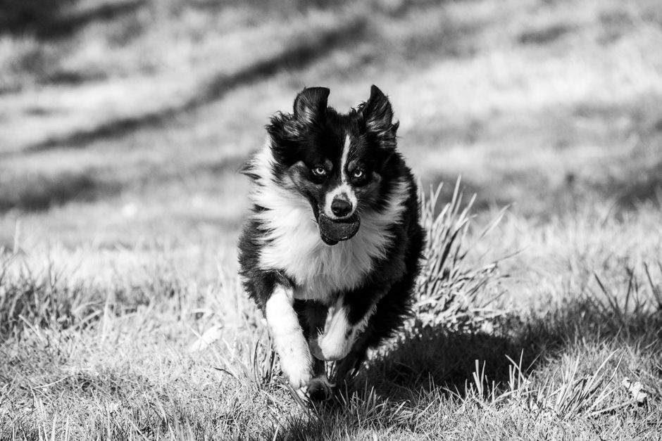 A dynamic black and white photo of a border collie running with a ball on a grassy field.