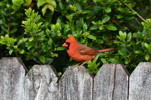 A Northern Cardinal Perched on a Wooden Fence