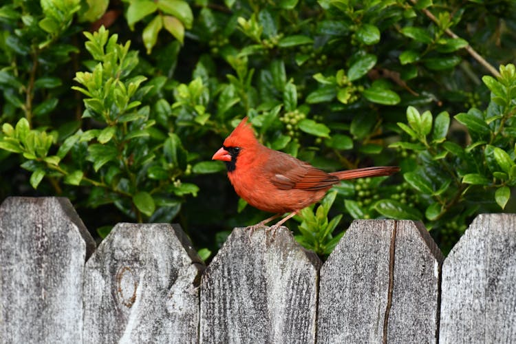 A Northern Cardinal Perched On A Wooden Fence