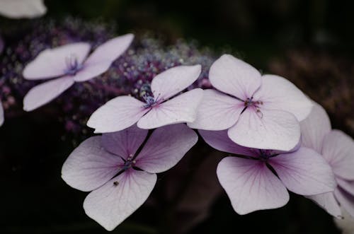 春天的花朵, 紫色, 繡球花 的 免費圖庫相片