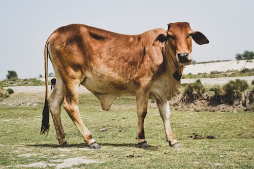 Foto stok gratis agrikultura, bidang, binatang