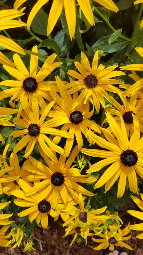 Kostnadsfri bild av blomning, coneflowers, daisy