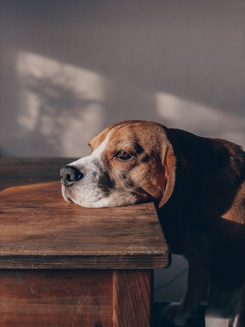 Side view of adorable bored domestic Beagle sitting at wooden table in sunlight