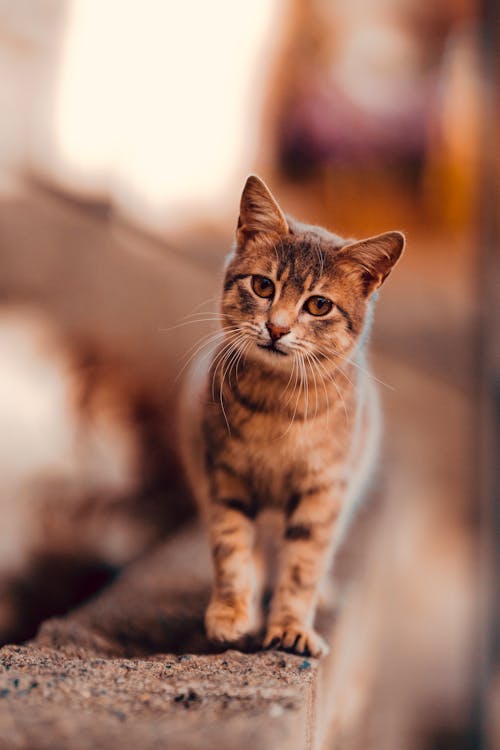Selective Focus Photo of a Curios Tabby Kitten