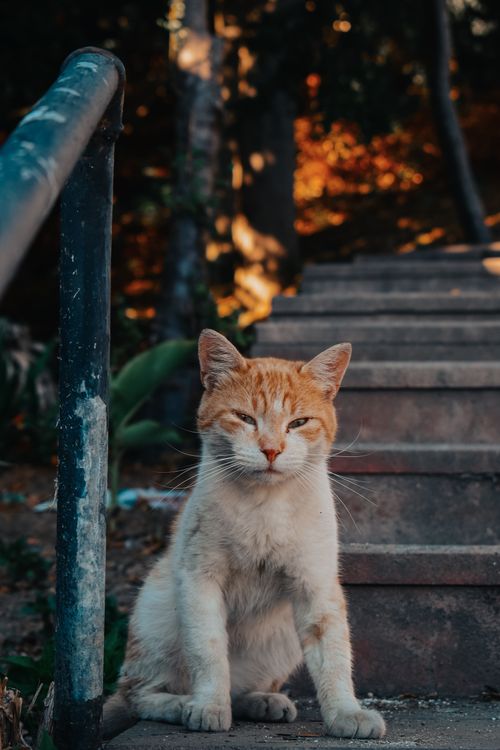 Free Adorable ginger cat sitting on outdoor steps surrounded by nature, capturing a serene moment. Stock Photo