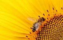 A Honey Bee on a Sunflower