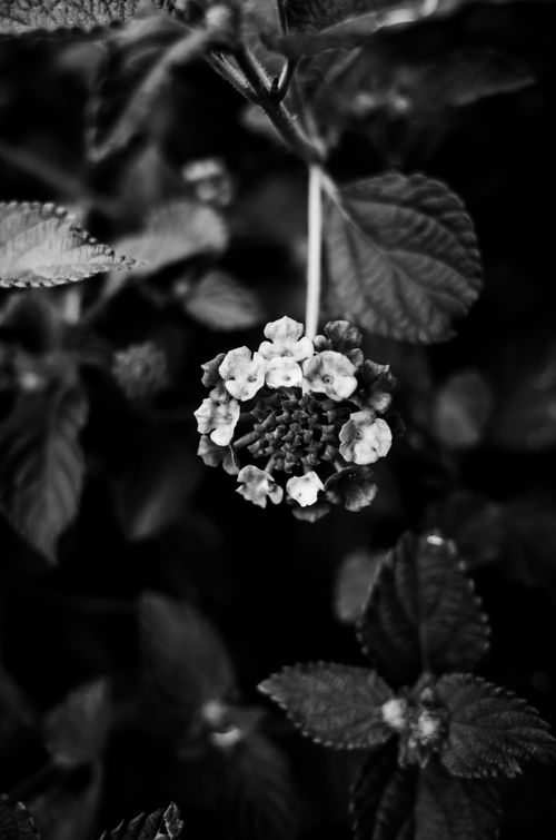 Free Black and white close-up of a blooming lantana flower showcasing intricate details. Stock Photo
