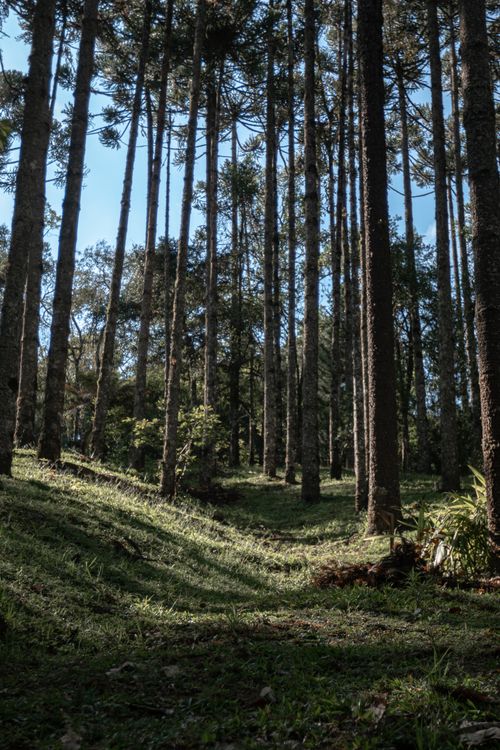 Free A serene forest scene with tall pine trees and dappled sunlight creating a peaceful atmosphere. Stock Photo